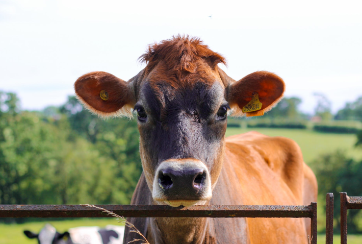 photograph of a cow
